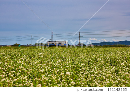 Echizen Railway running through buckwheat fields 131142365