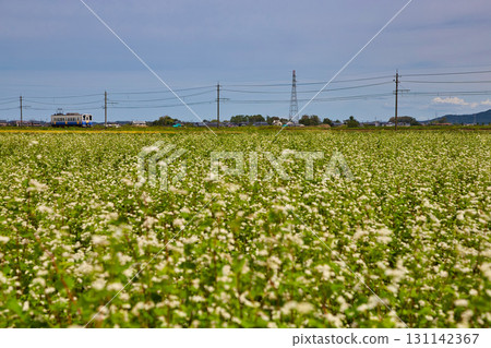 Echizen Railway running through buckwheat fields Echizen Railway running through buckwheat fields 131142367