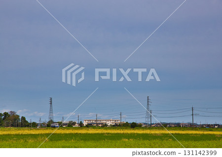 Echizen Railway running through buckwheat fields Echizen Railway running through buckwheat fields 131142399