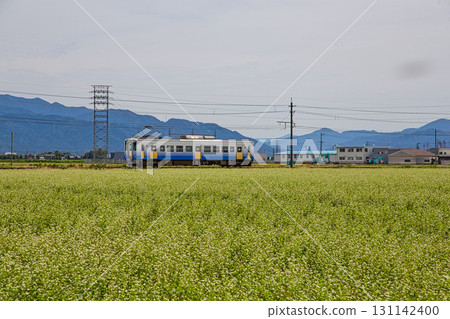 穿過蕎麥田的越前鐵道 131142400