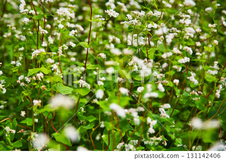 穿過蕎麥田的越前鐵道 131142406