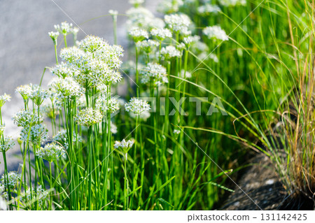 散步時發現的一絲秋天氣息 131142425