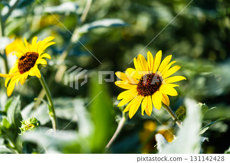 散步時發現的一絲秋天氣息 131142428