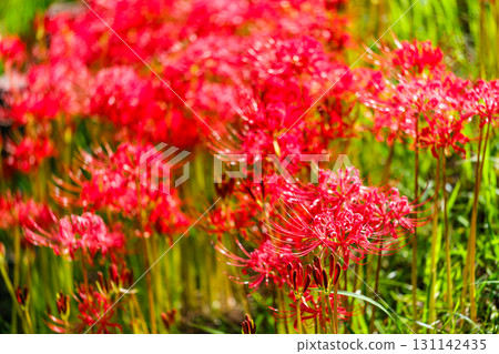 散步時發現的一絲秋天氣息 131142435