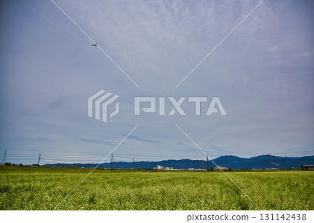 穿過蕎麥田的越前鐵道 131142438