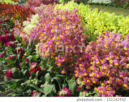 A spring flowerbed filled with beautiful, colorful flowers 131142542