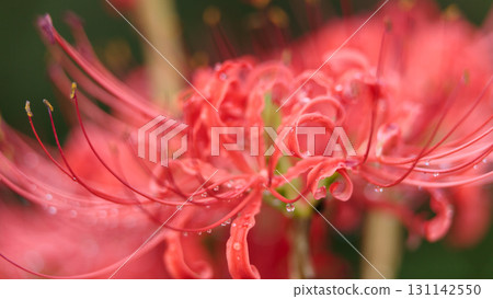 簇生的朱頂紅，沾滿晨露 131142550