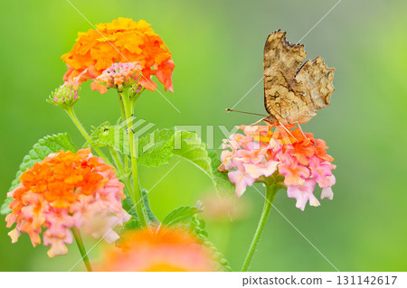 夏季北方白蝴蝶棲息在盛開的馬纓丹上 131142617