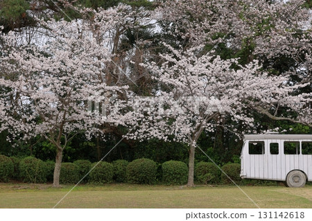 常磐公園櫻花盛開 131142618