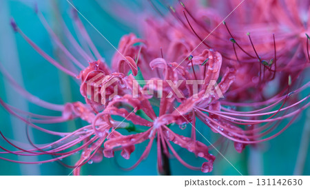 Fantastic cluster amaryllis 131142630