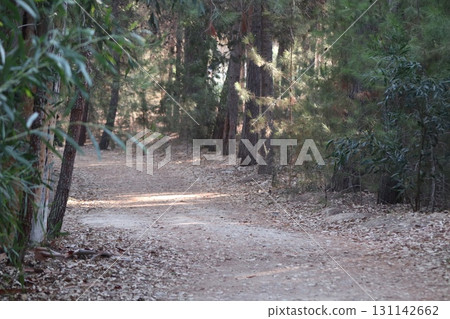 Walking path in public park, eucalyptus, fir, spruce, deciduous trees. Concrete pathway in park leading to road. Dirt path through a forest of trees. Walking path in public park, eucalyptus, fir, spruce, deciduous trees. Concrete pathway in park leading to road. Dirt path through a forest of trees. 131142662