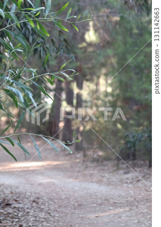 Walking path in public park, eucalyptus, fir, spruce, deciduous trees. Concrete pathway in park leading to road. Dirt path through a forest of trees. Walking path in public park, eucalyptus, fir, spruce, deciduous trees. Concrete pathway in park leading to road. Dirt path through a forest of trees. 131142663