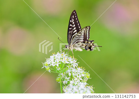 Swallowtail butterfly resting on a white flower 131142753