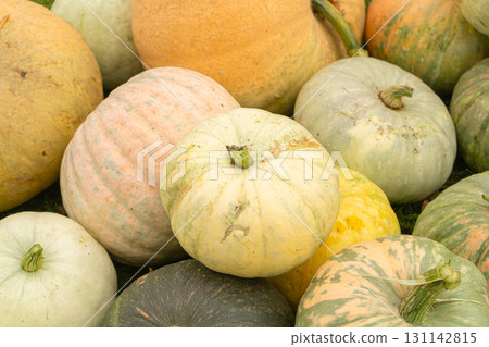 Pumpkins. Harvesting pumpkins on farm. Pumpkins. Harvesting pumpkins on farm. 131142815