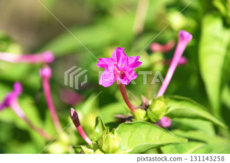Oshiribana (white flour) Oshiribana (white flour) 131143258