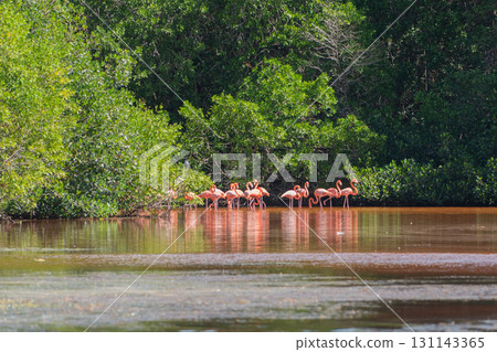 Flamingos in Celestun Natural Park – A Mexican Stunning Sight Flamingos in Celestun Natural Park – A Mexican Stunning Sight 131143365