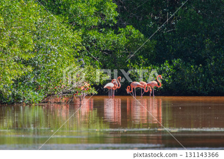 Flamingos in Celestun Natural Park – A Mexican Stunning Sight 131143366