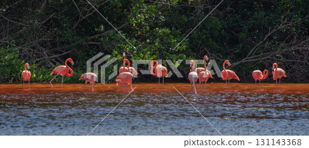 Flamingos in Celestun Natural Park – A Mexican Stunning Sight 131143368