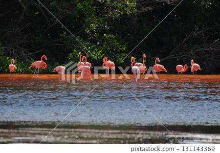 Flamingos in Celestun Natural Park – A Mexican Stunning Sight 131143369