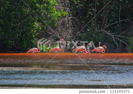 Flamingos in Celestun Natural Park – A Mexican Stunning Sight Flamingos in Celestun Natural Park – A Mexican Stunning Sight 131143371