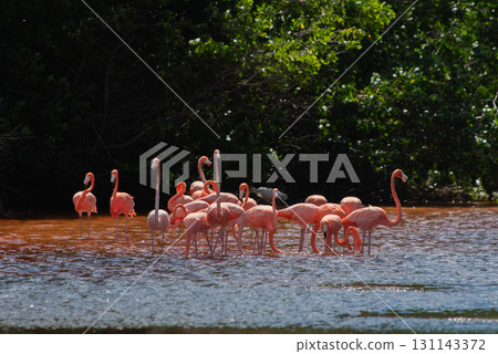 Flamingos in Celestun Natural Park – A Mexican Stunning Sight Flamingos in Celestun Natural Park – A Mexican Stunning Sight 131143372