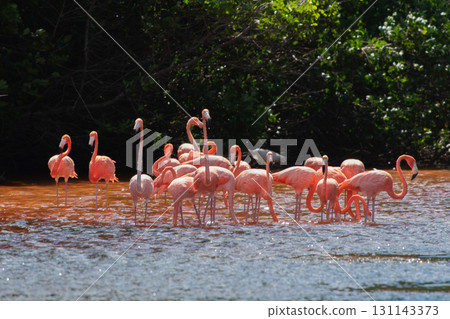Flamingos in Celestun Natural Park – A Mexican Stunning Sight 131143373