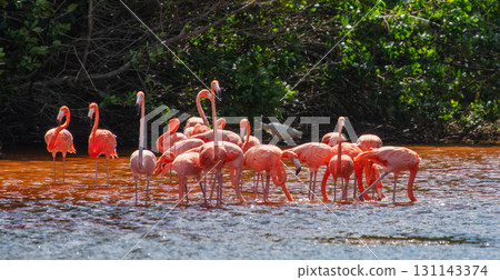 Flamingos in Celestun Natural Park – A Mexican Stunning Sight Flamingos in Celestun Natural Park – A Mexican Stunning Sight 131143374