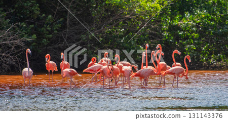 Flamingos in Celestun Natural Park – A Mexican Stunning Sight 131143376