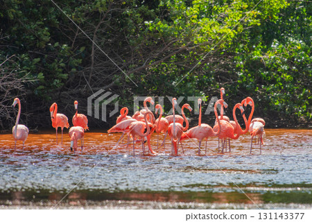 Flamingos in Celestun Natural Park – A Mexican Stunning Sight Flamingos in Celestun Natural Park – A Mexican Stunning Sight 131143377