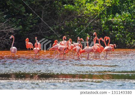 Flamingos in Celestun Natural Park – A Mexican Stunning Sight Flamingos in Celestun Natural Park – A Mexican Stunning Sight 131143380