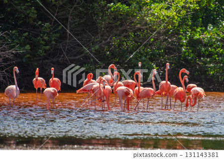 Flamingos in Celestun Natural Park – A Mexican Stunning Sight 131143381