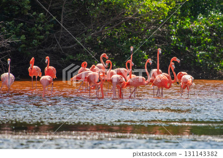 Flamingos in Celestun Natural Park – A Mexican Stunning Sight 131143382