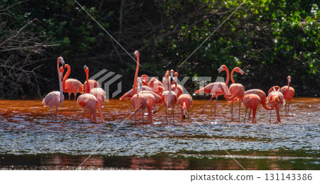 Flamingos in Celestun Natural Park – A Mexican Stunning Sight Flamingos in Celestun Natural Park – A Mexican Stunning Sight 131143386