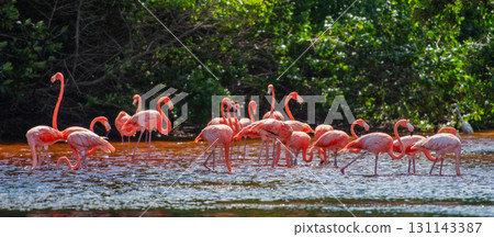 塞萊斯頓自然公園的紅鶴－壯觀的墨西哥景觀 131143387