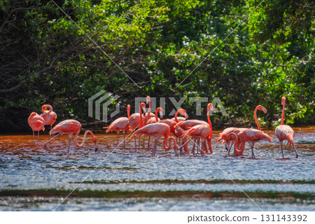 Flamingos in Celestun Natural Park – A Mexican Stunning Sight Flamingos in Celestun Natural Park – A Mexican Stunning Sight 131143392