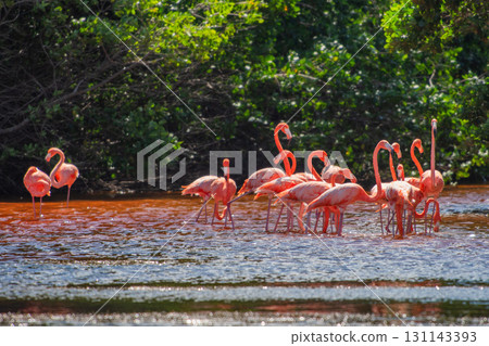 Flamingos in Celestun Natural Park – A Mexican Stunning Sight 131143393