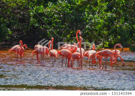 塞萊斯頓自然公園的紅鶴－壯觀的墨西哥景觀 131143394