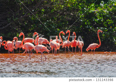 Flamingos in Celestun Natural Park – A Mexican Stunning Sight 131143398