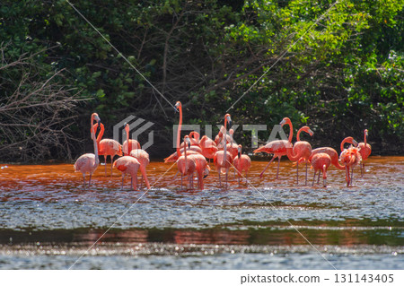 Flamingos in Celestun Natural Park – A Mexican Stunning Sight Flamingos in Celestun Natural Park – A Mexican Stunning Sight 131143405