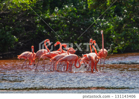 Flamingos in Celestun Natural Park – A Mexican Stunning Sight Flamingos in Celestun Natural Park – A Mexican Stunning Sight 131143406