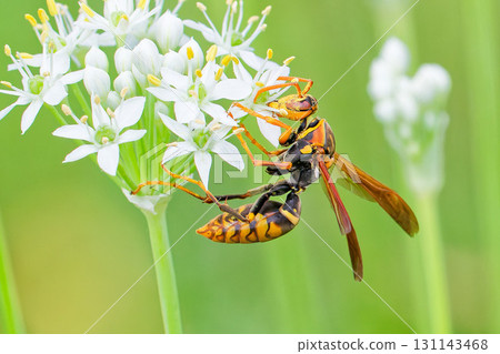 Polistes chinensis eating nectar from flowers 131143468