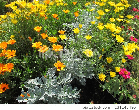 Gazania flowers bloom beautifully in bright yellow and orange in spring flowerbeds 131143480