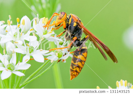 一隻全身沾滿花粉的紙蜂正在進食 131143525