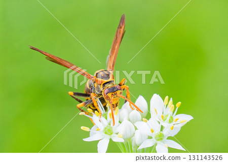 A paper wasp with its face covered in pollen 131143526