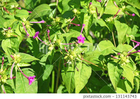 Oshiribana (white flour) Oshiribana (white flour) 131143743