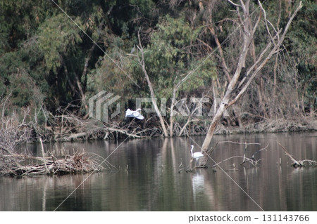 White herons fly over the water. A pond with waterfowl in the middle of a public park. White herons fly over the water. A pond with waterfowl in the middle of a public park. 131143766