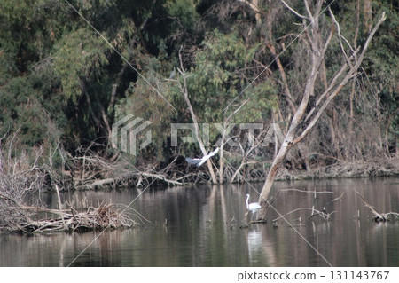 White herons fly over the water. A pond with waterfowl in the middle of a public park. White herons fly over the water. A pond with waterfowl in the middle of a public park. 131143767