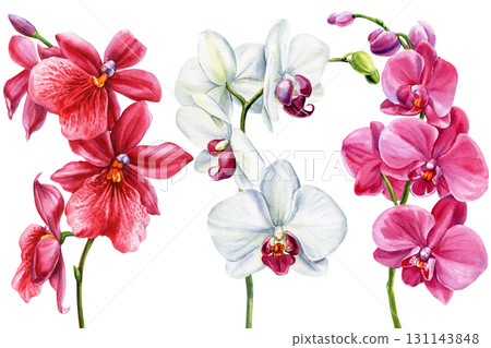 orchid flowers set watercolor painting tropical floral botanical artwork exotic elegant blooms isolated illustration decor 131143848