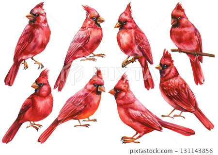 Set of red cardinal birds watercolor illustration isolated on white background woodland songbirds wildlife art 131143856