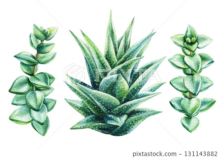 Watercolor aloe vera and succulents set botanical illustration with green plants, fresh leaves natural clipart for eco design Watercolor aloe vera and succulents set botanical illustration with green plants, fresh leaves natural clipart for eco design 131143882